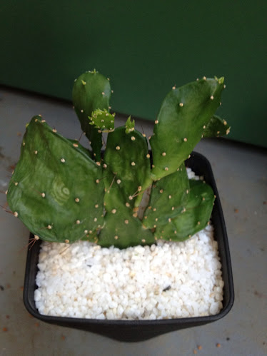 5E16E4E3-6F6D-414B-A02B-51AEDDACD640 (1)