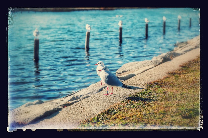 IMG_4722-EFFECTS (1)